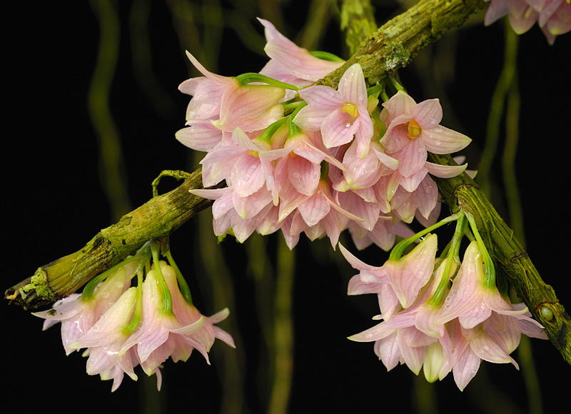 Dendrobium miyakii