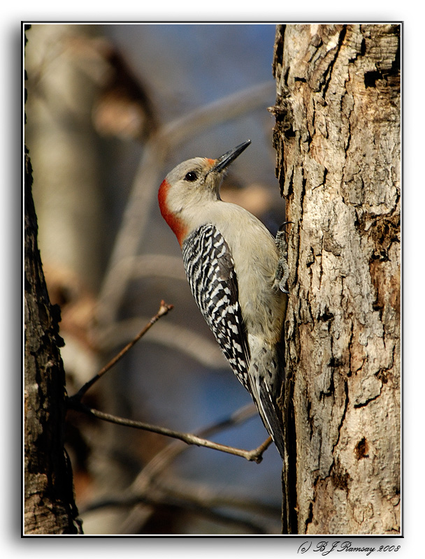 Red Bellied Woodpecker