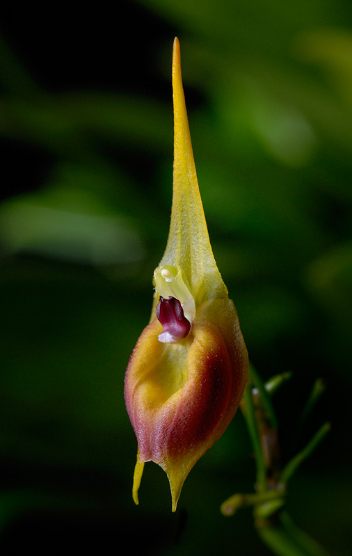 Masdevallia pinocchio