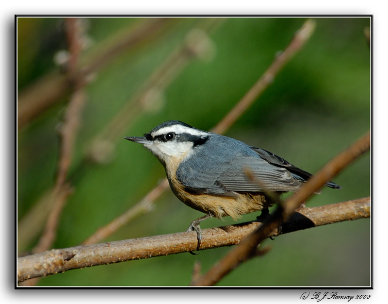Red Brested Nuthatch