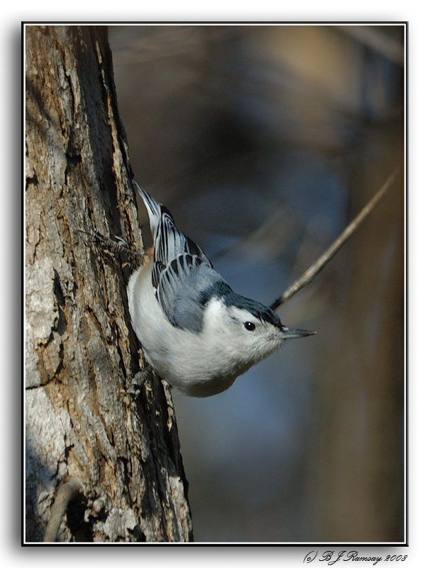 White Breasted Nuthatch