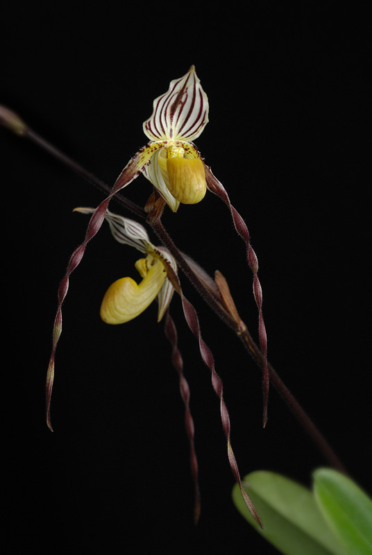 Paphiopedilum roebbelinii