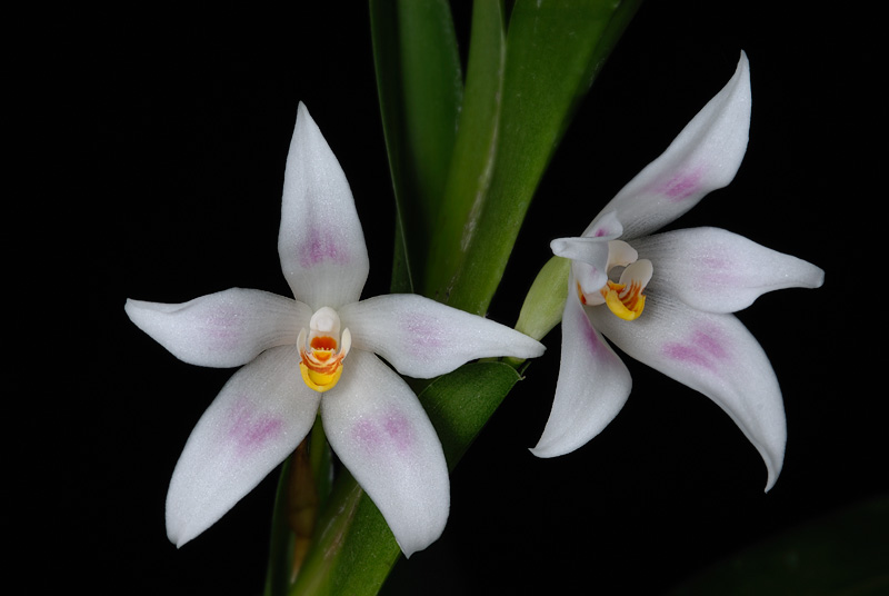 Maxillaria bradeorum
