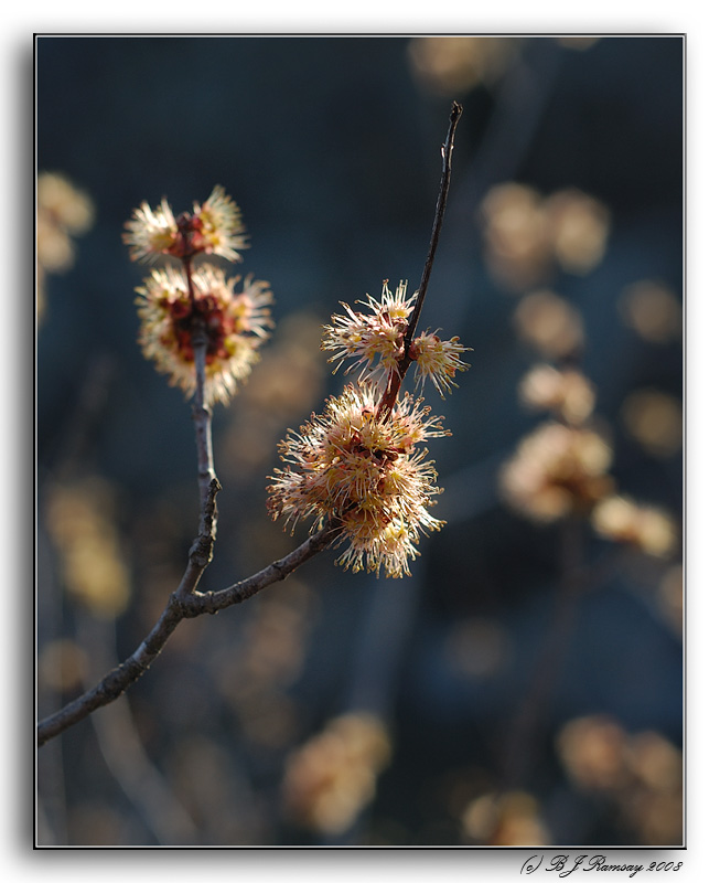 Bush Backlight