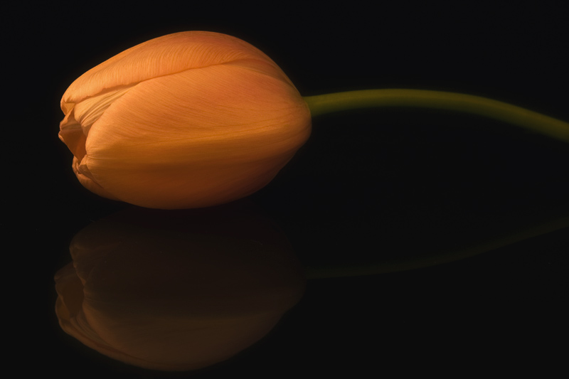 orange tulip