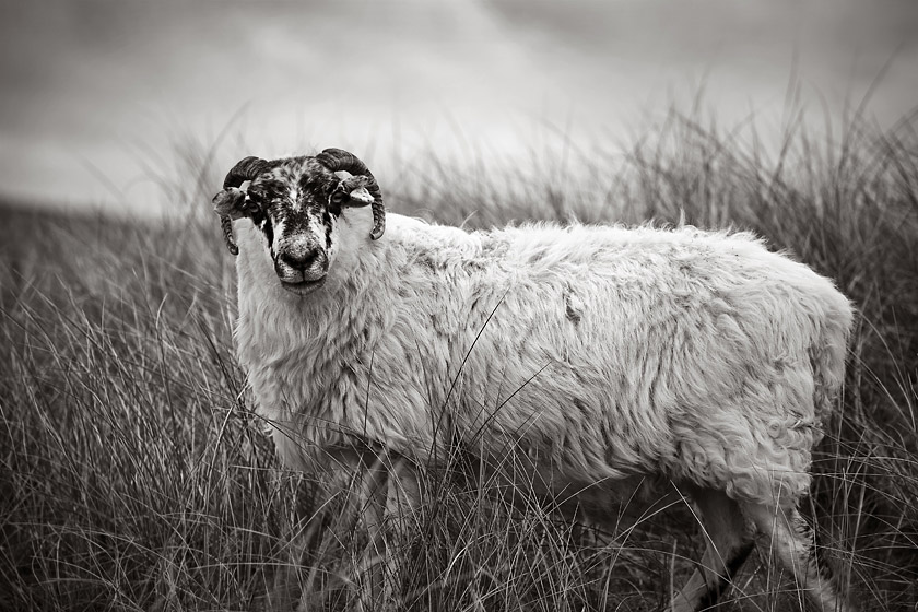 sheep
