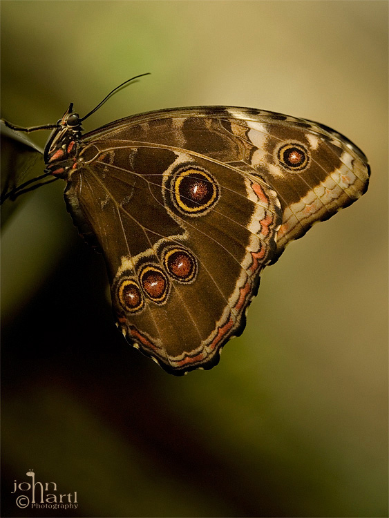 blue morpho
