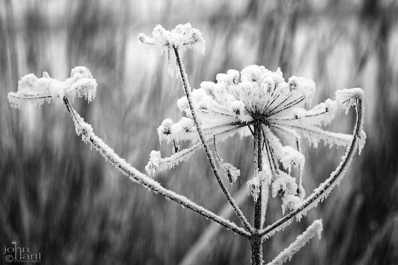 dry flower