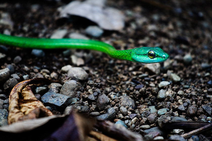 parrot snake