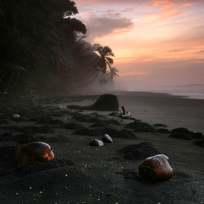 coconuts on beach