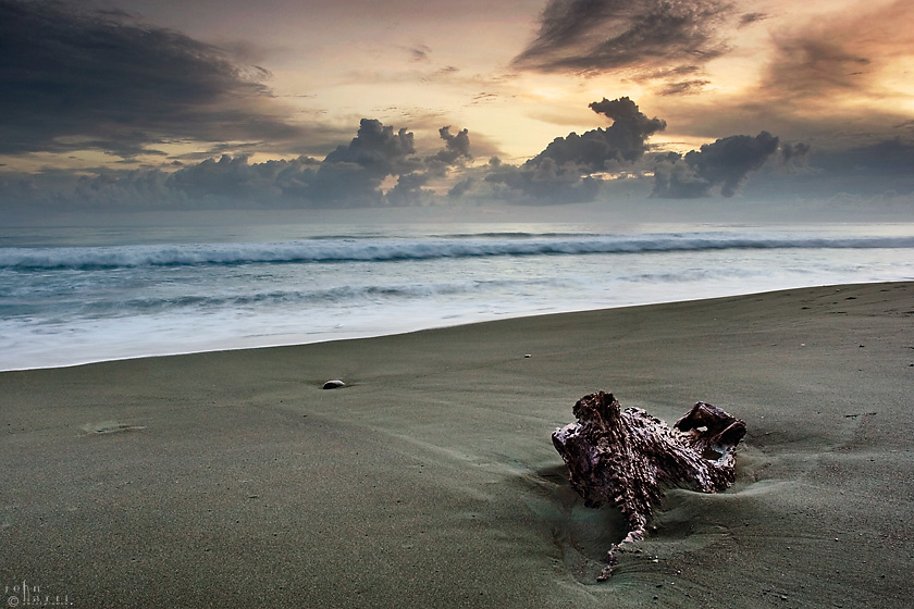 beach stump