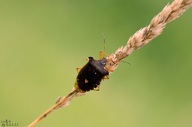 stink bug