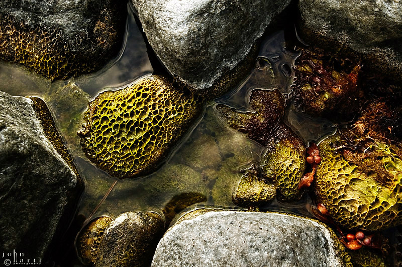 seaweed
