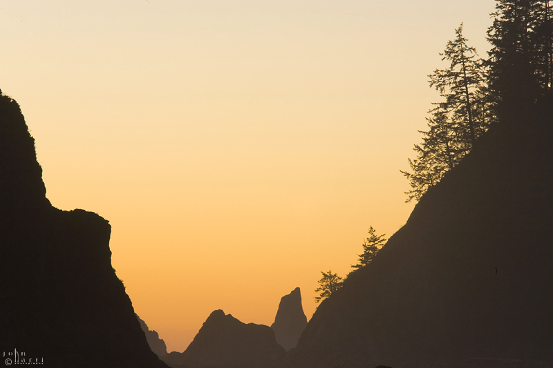golden silhouettes