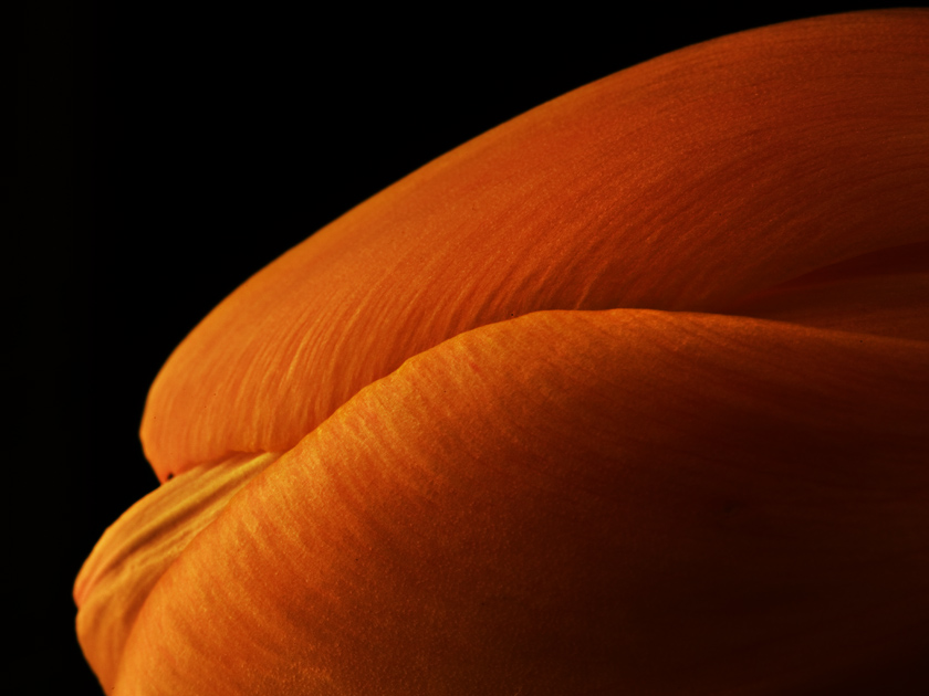 orange shapes