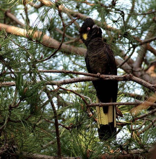 Black Cockatoo 2.jpg