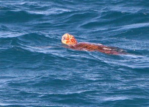 Saw this turtle close to the boat