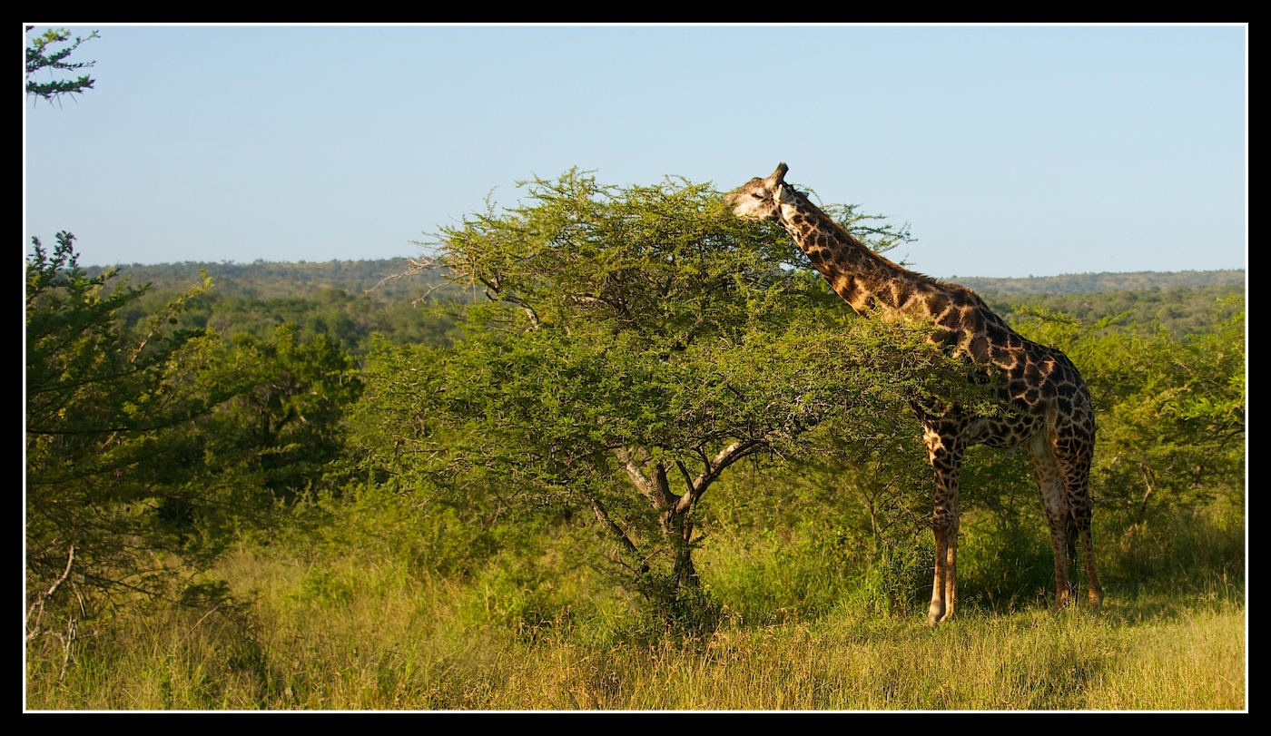 Giraffe