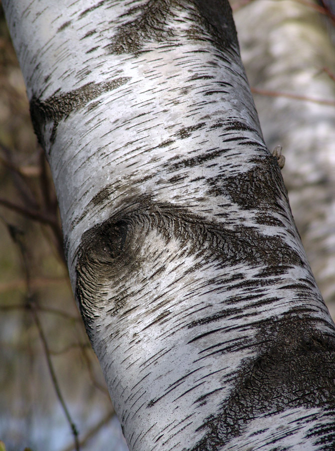 birch bark