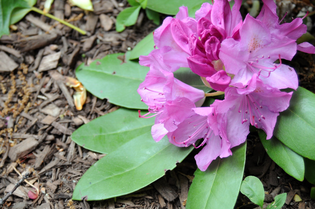 rhododendron