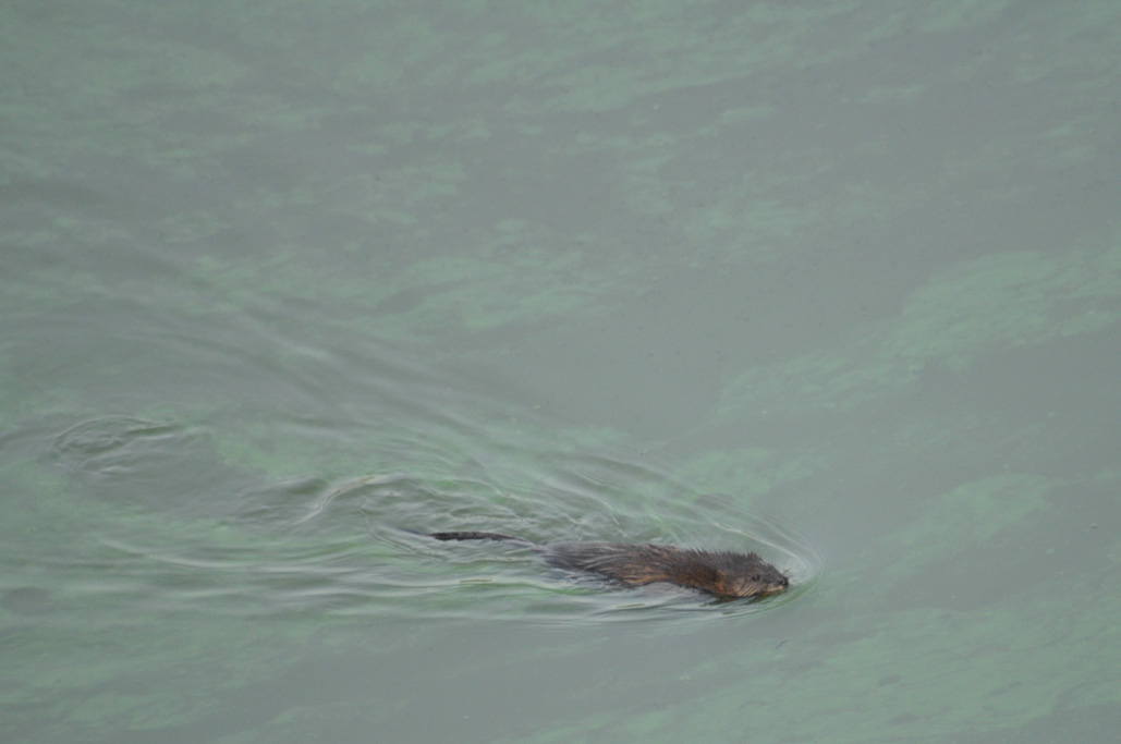 muskrat