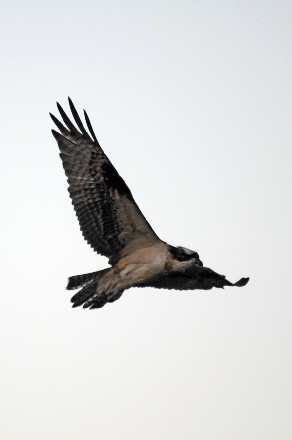 red-shouldered hawk