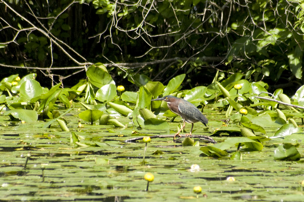 green heron
