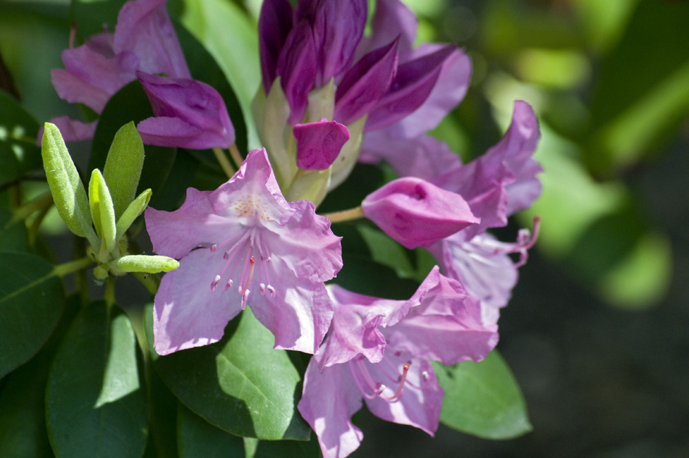 rhododendron