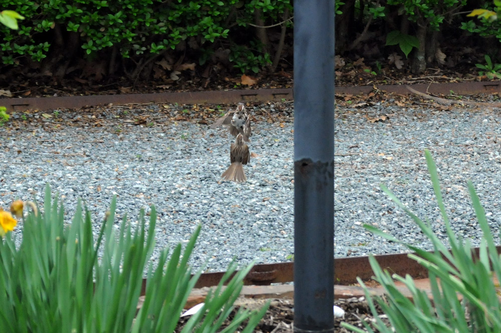 The Matrix 4: For the Birds