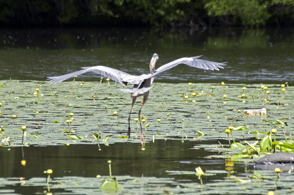 great blue heron