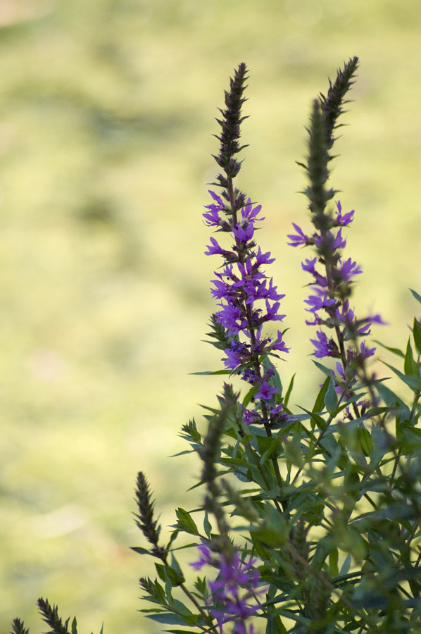 Purple loosestrife