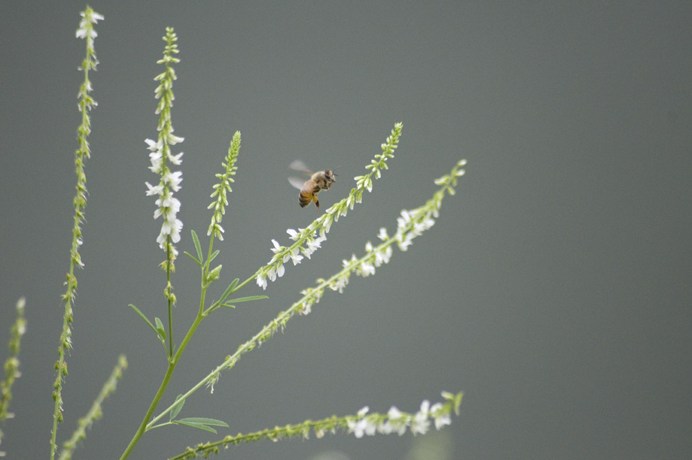 White sweet clover