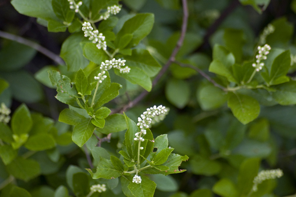 Sweet pepper bush