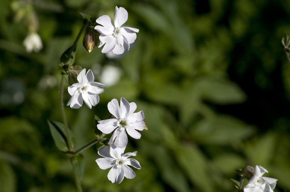 White campion