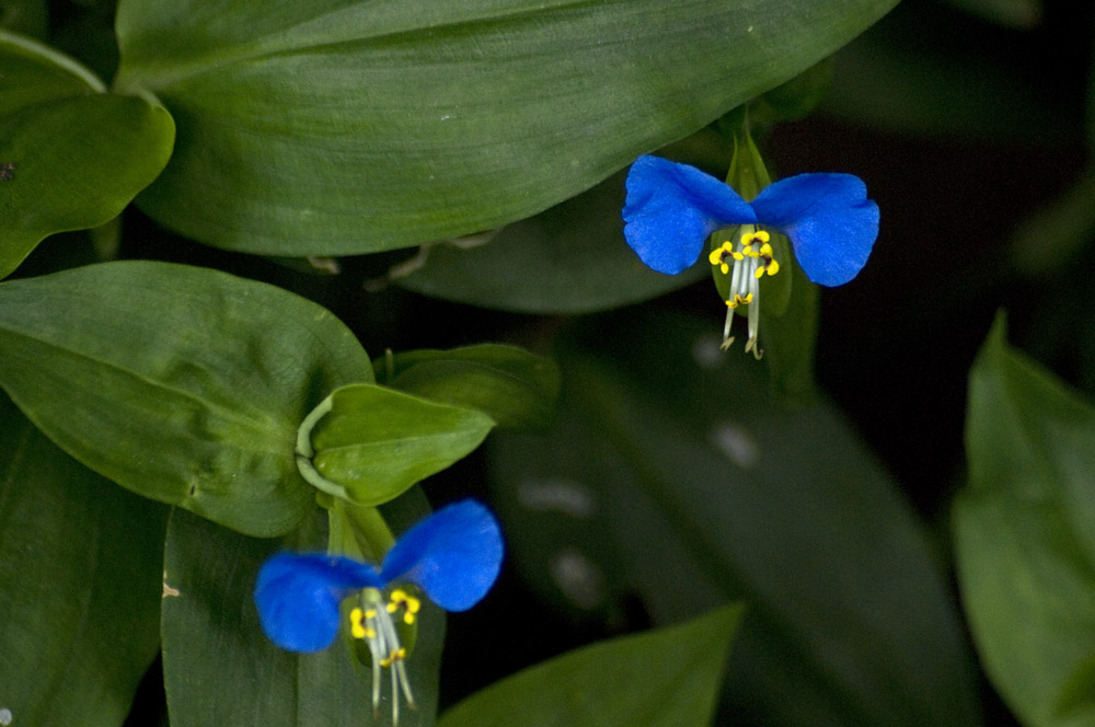 Asiatic dayflowers