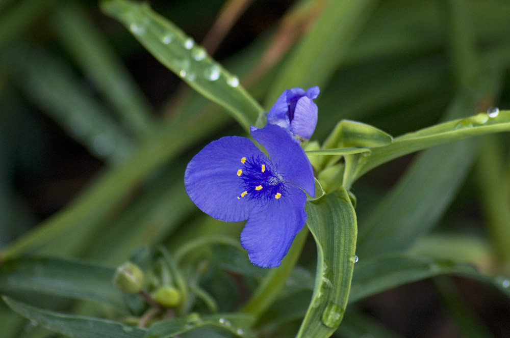 Spiderwort