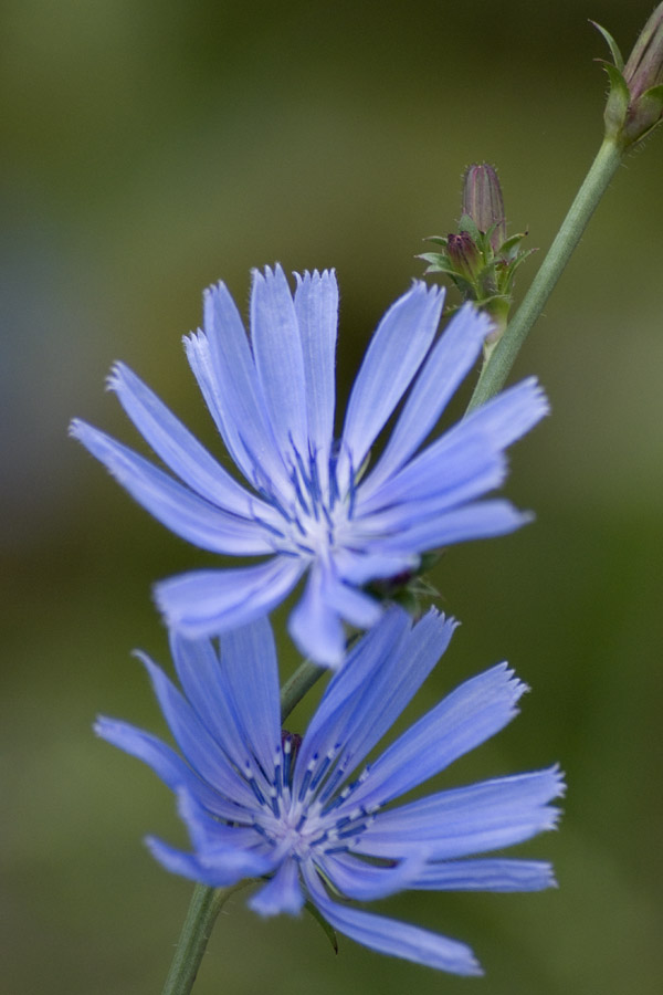 Chicory