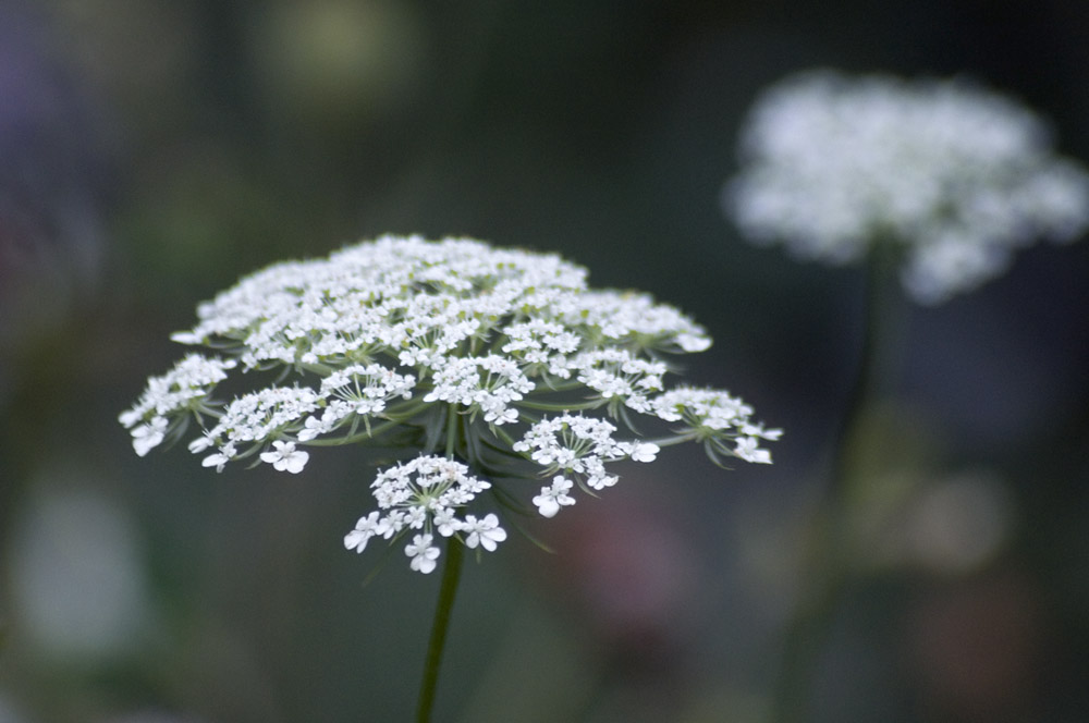 Queen Annes lace