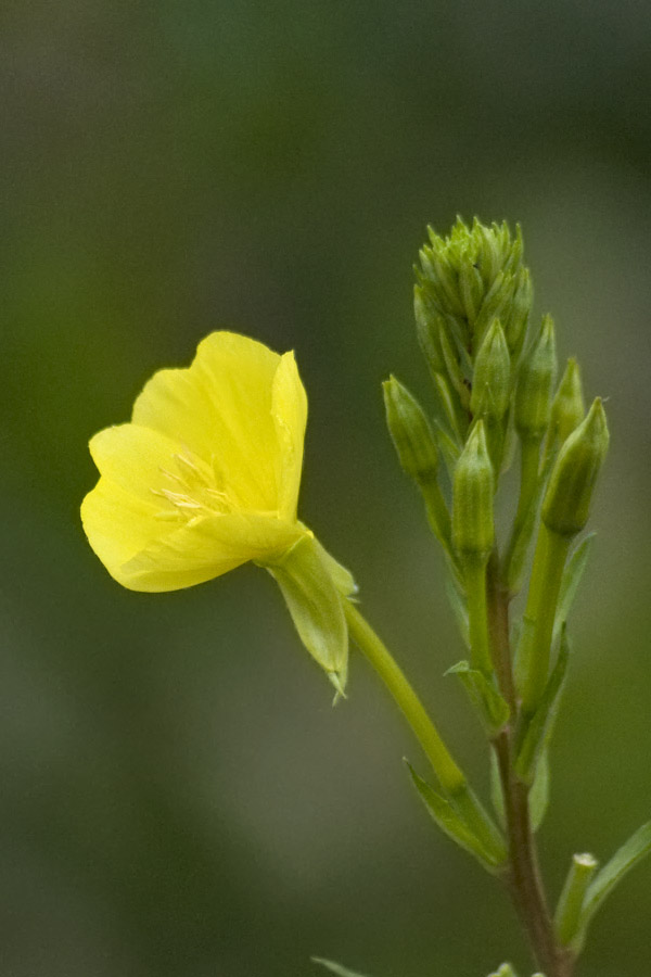 Evening primrose