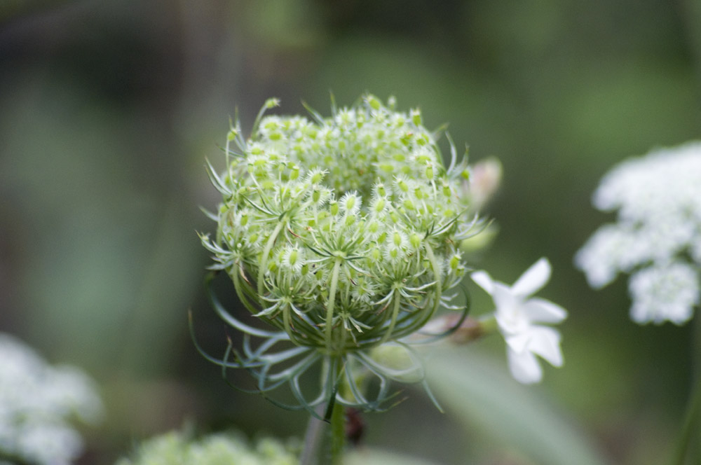 Queen Annes lace