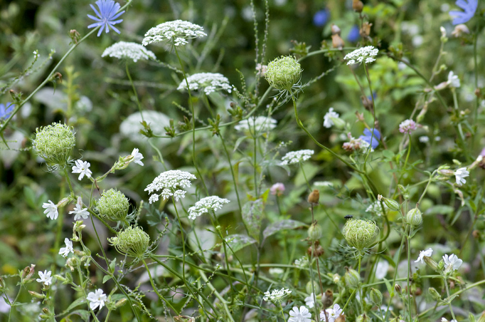 Wild bouquet