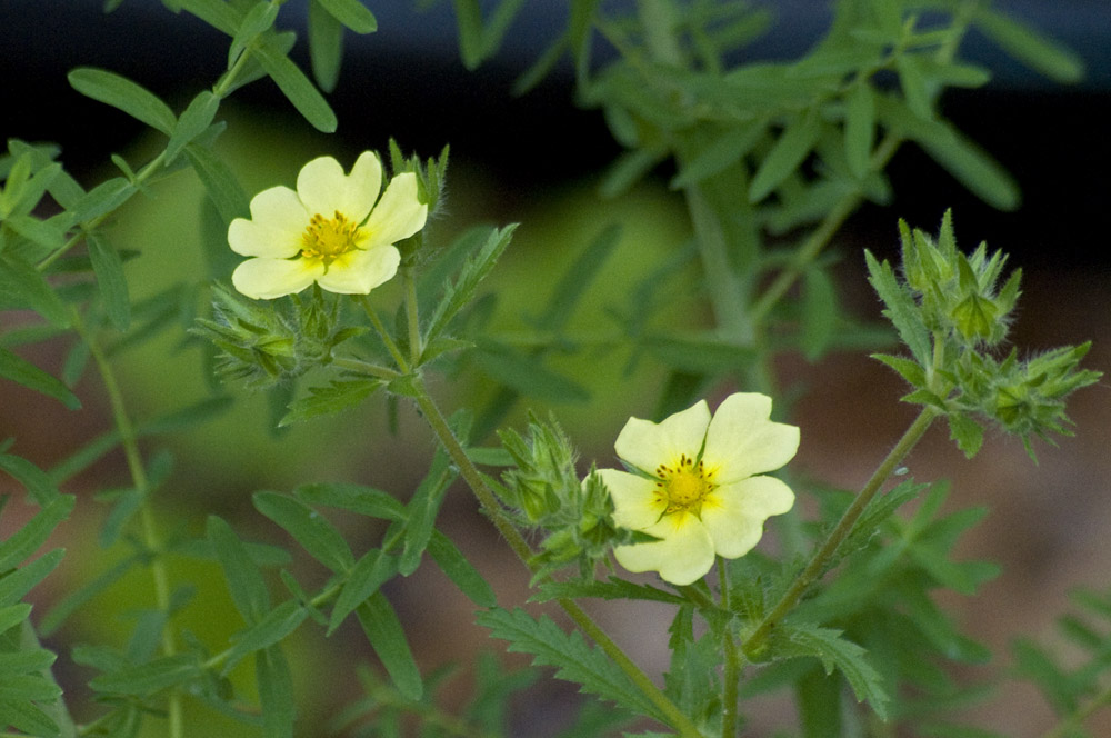 Sulphur cinquefoil