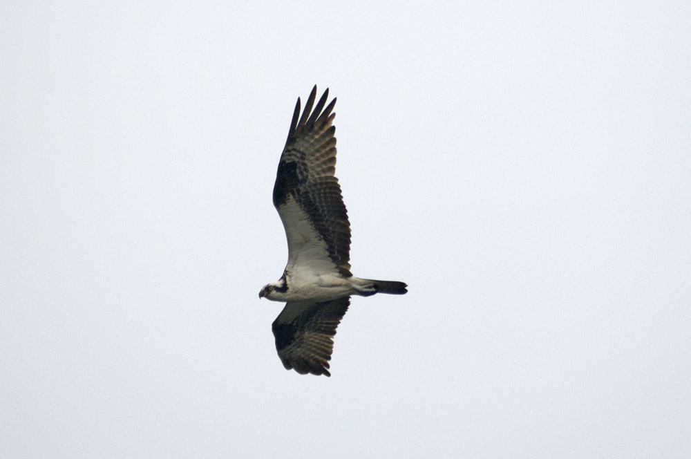 Red-shouldered hawk