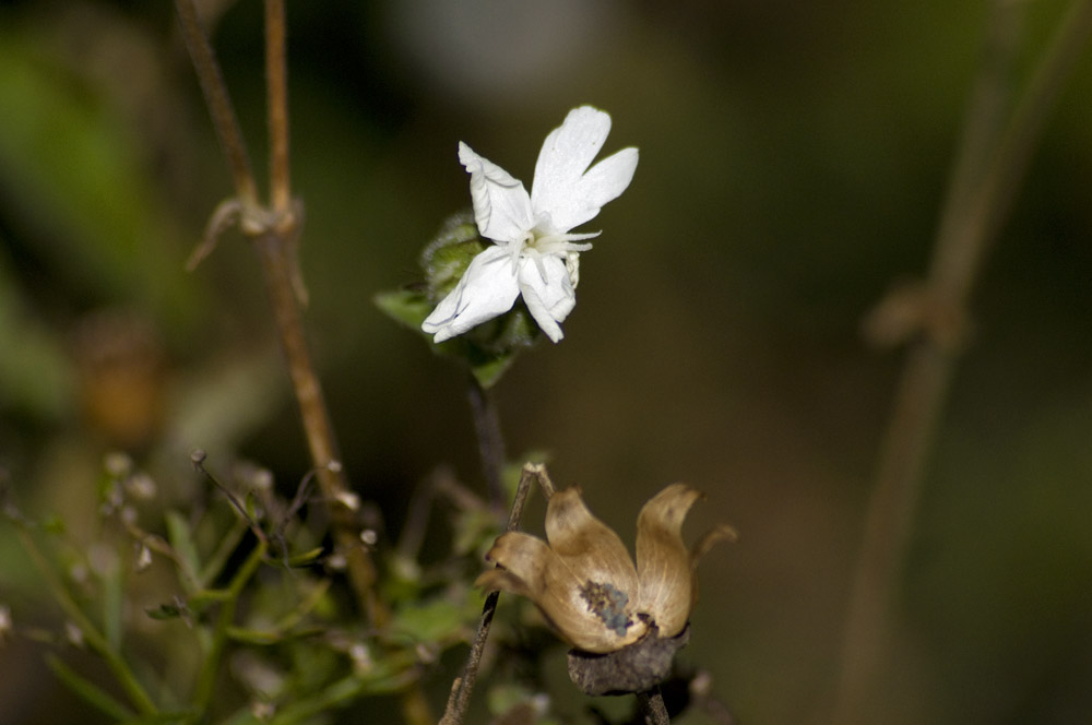 White campion