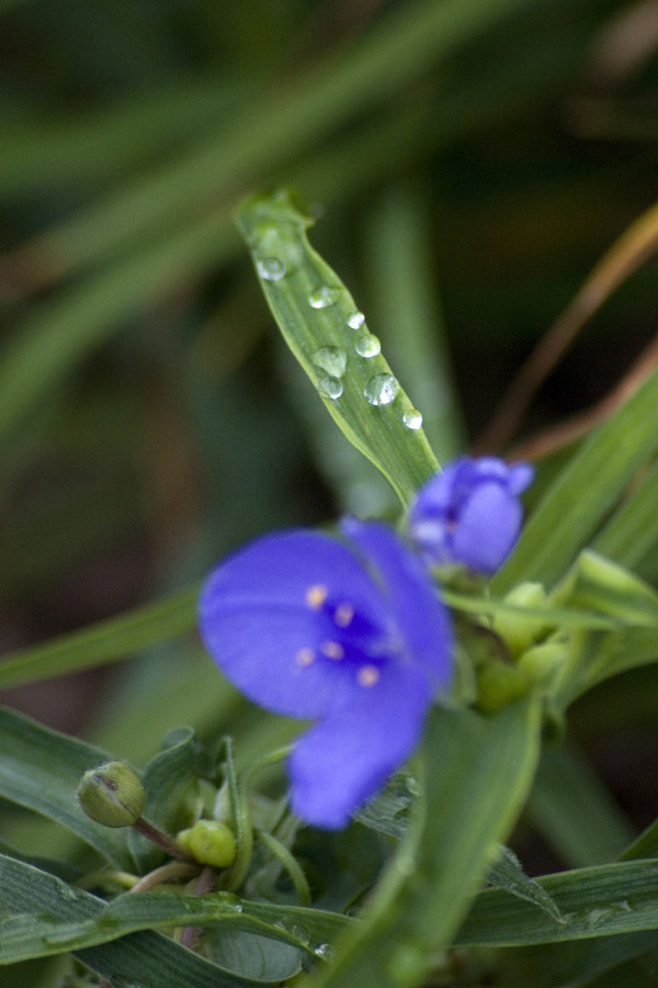 Droplets on spiderwort