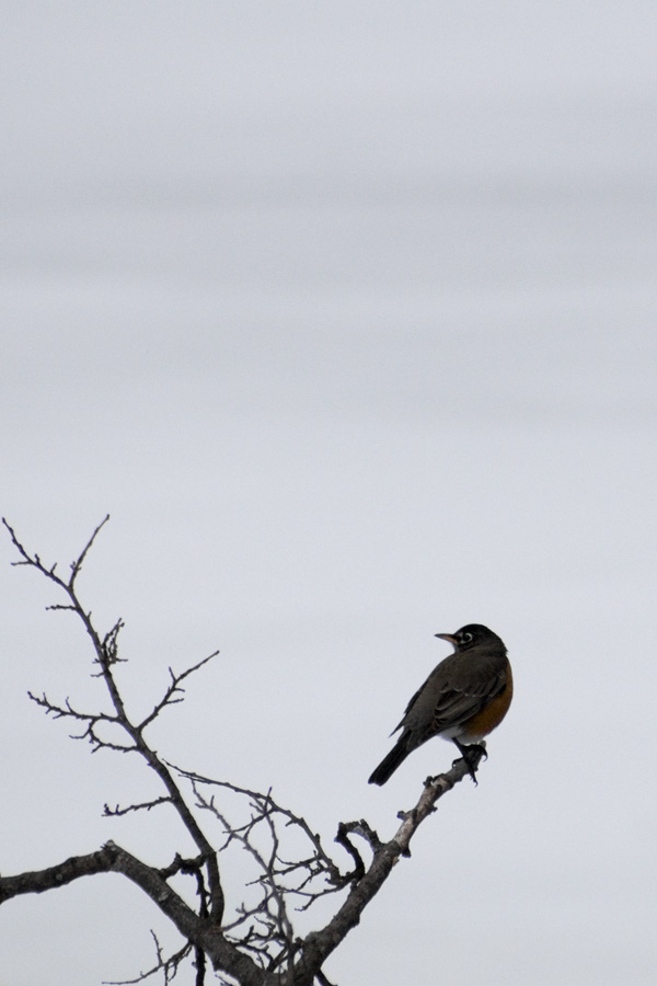 The early bird