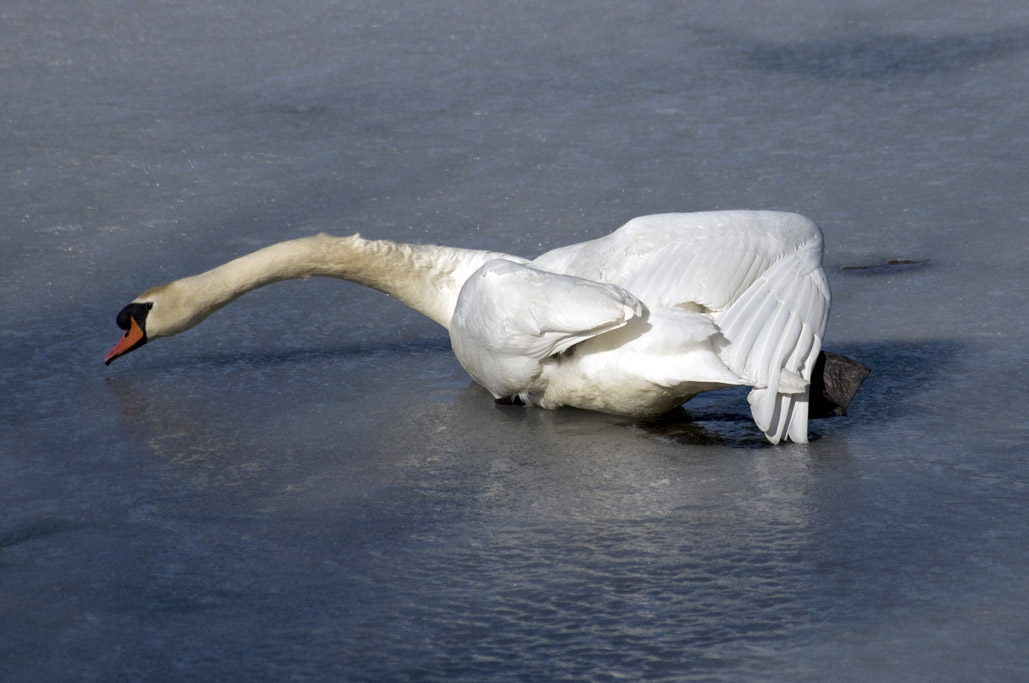 Swan yoga