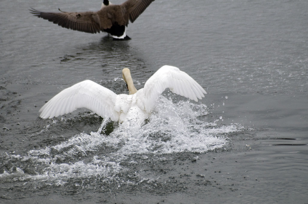 Its swan week
