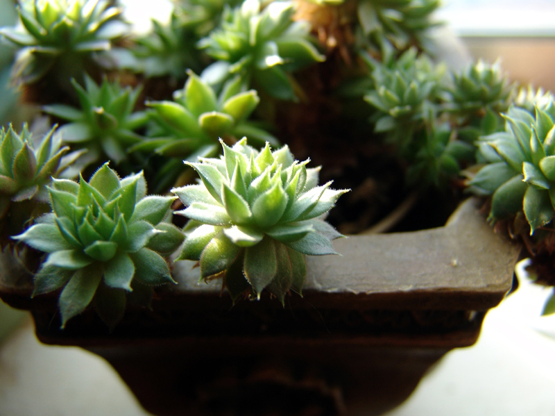 Cactus