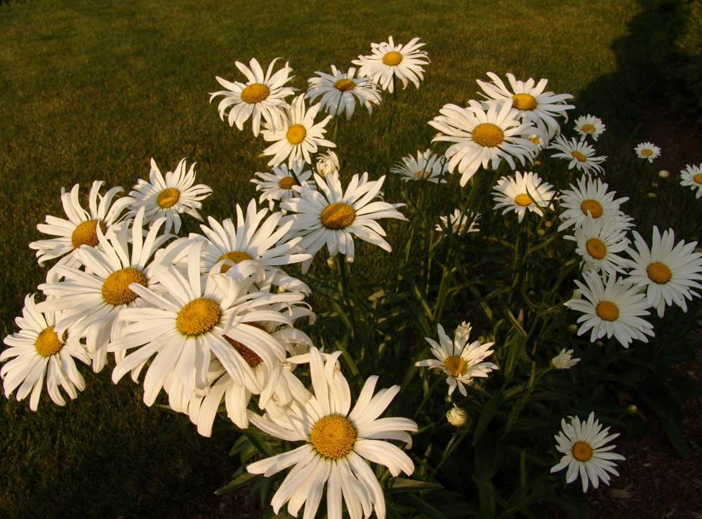 shasta daisies